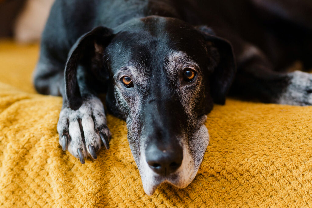Großer schwarzer Hund liegt auf einer gelben Decke und schaut ruhig in die Kamera