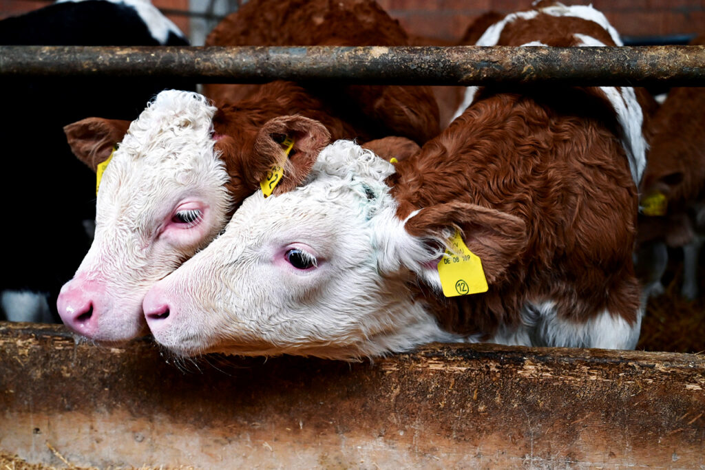 Zwei Kälber mit Ohrmarken schauen in einem Stall über die Futterkante.